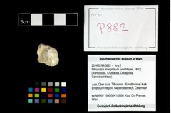 Foto (Objekt + Etikett) von Pithonoton marginatum (von Meyer, 1842)  (NHMW-GEO-2014-0194-0882)